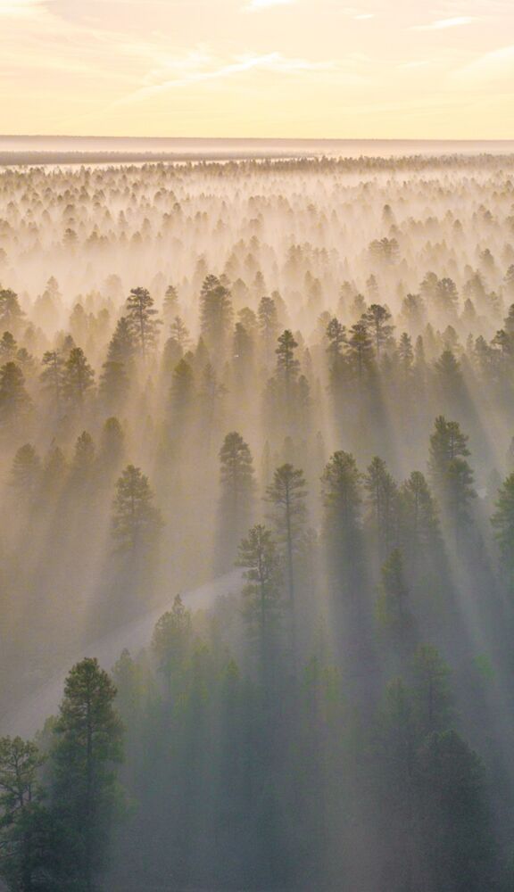 Wald mit Nebelschleiern bei Sonnenaufgang, oben Horizont mit leichter Bewölkung. Natur in sanften, nebligen Tönen.