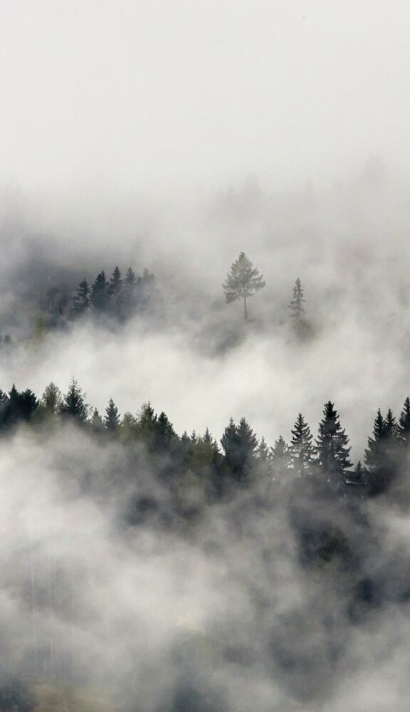 Wald mit Nebelschleiern.