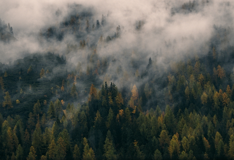 Wald mit Nebelschleiern.